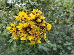 Senna racemosa