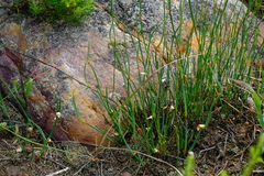 Elegia verreauxii
