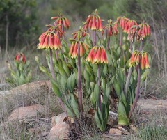 Cyrtanthus obliquus