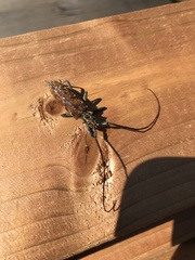 Monochamus marmorator