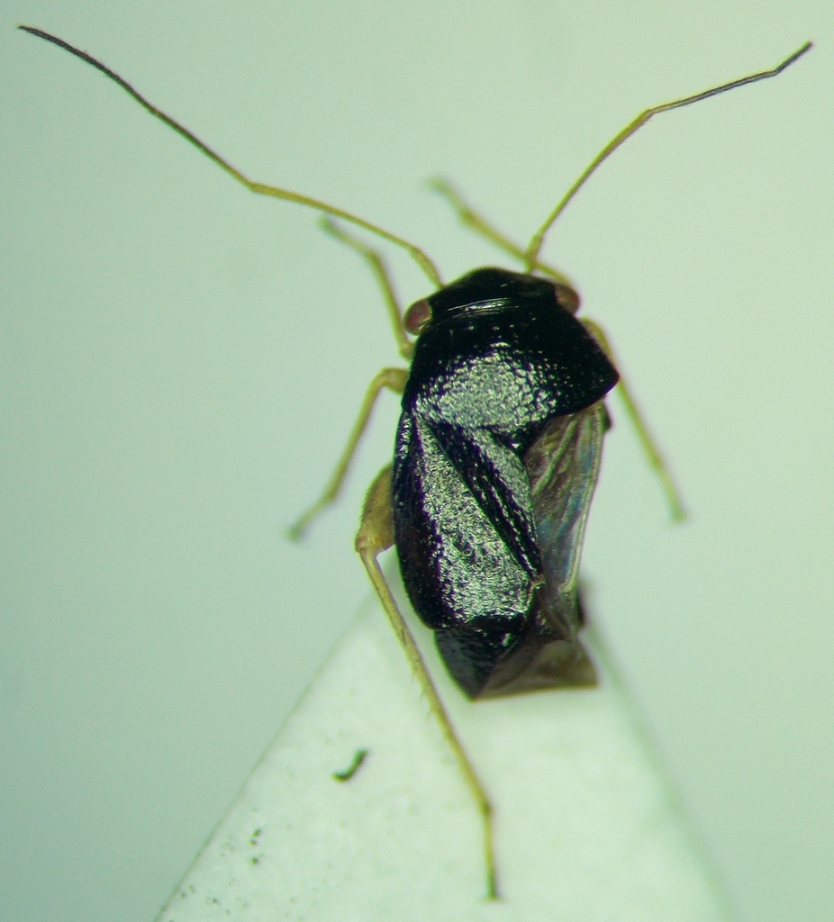 Halticus puncticollis