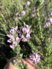 Aspalathus cephalotes violacea