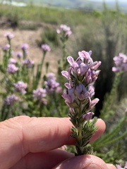 Aspalathus cephalotes violacea