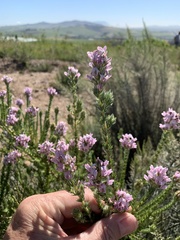 Aspalathus cephalotes violacea