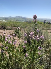 Aspalathus cephalotes violacea
