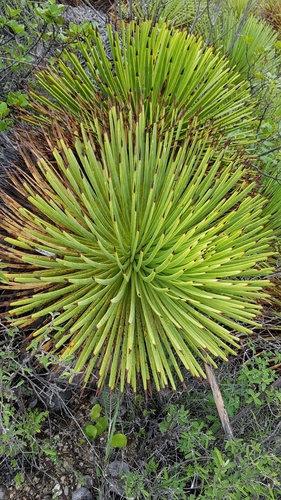 Image of Echinoagave stricta by (c) Martín Sánchez Vilchis, some rights reserved (CC BY-SA)