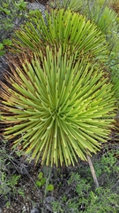 Agave stricta