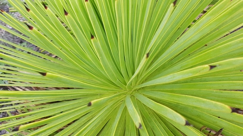 Image of Echinoagave stricta by (c) Martín Sánchez Vilchis, some rights reserved (CC BY-SA)