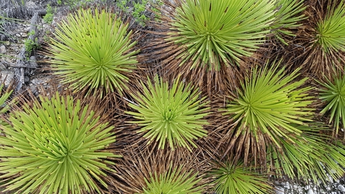 Image of Echinoagave stricta by (c) Martín Sánchez Vilchis, some rights reserved (CC BY-SA)