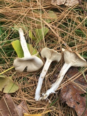 Clitocybe coniferophila