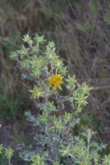 Berkheya heterophylla