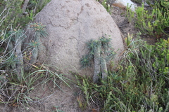 Euphorbia clava