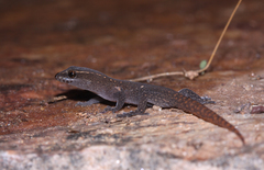 Saurodactylus brosseti