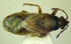 Heterogaster artemisiae