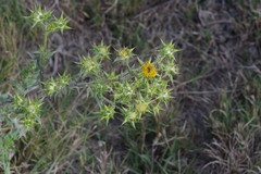Berkheya heterophylla