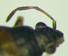 Heterogaster artemisiae