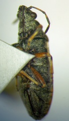 Heterogaster artemisiae