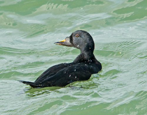 Common Scoter