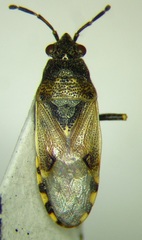 Heterogaster cathariae