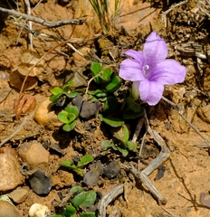 Ruellia pilosa
