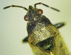 Heterogaster cathariae