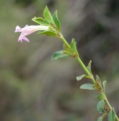 Ruellia pilosa