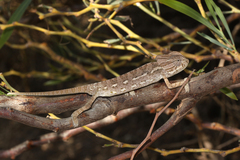 Chamaeleo chamaeleon chamaeleon