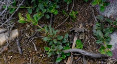 Ruellia pilosa