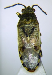Heterogaster cathariae