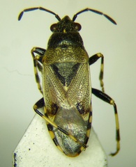 Heterogaster cathariae