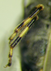 Heterogaster cathariae