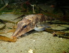 Podothecus accipenserinus