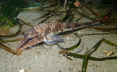 Podothecus accipenserinus