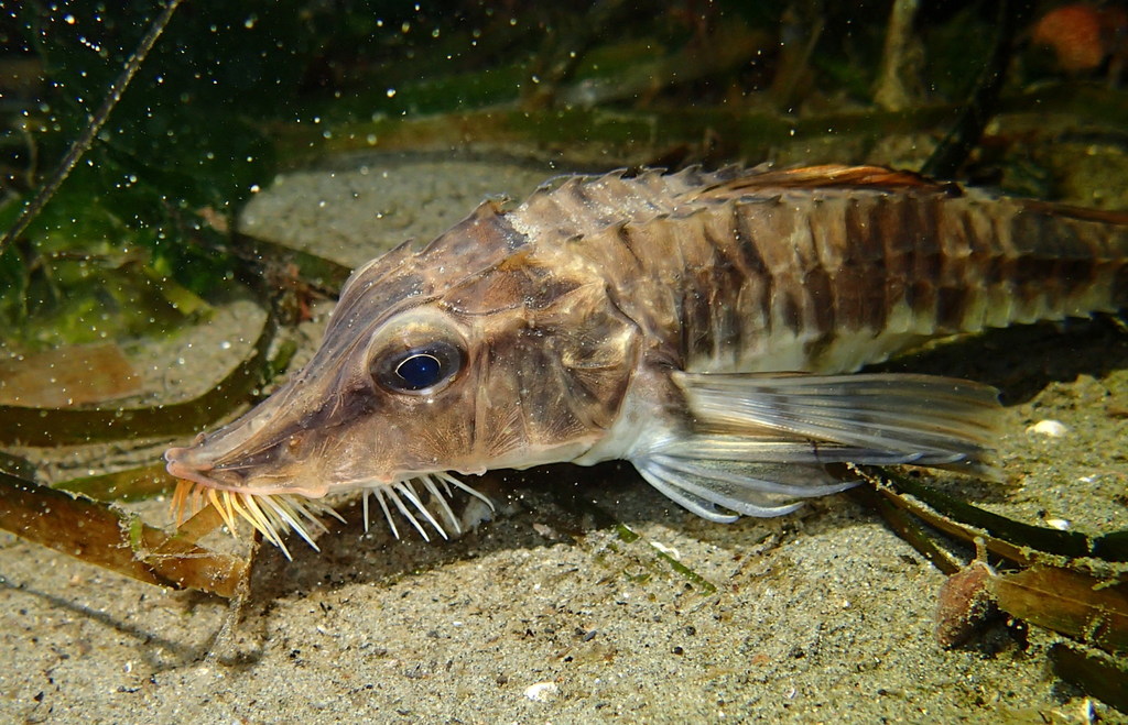 Sturgeon Poacher
