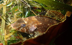 Hexagrammos stelleri