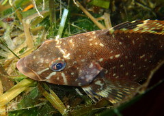 Hexagrammos stelleri