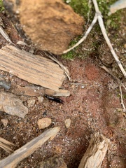 Spongiphoridae