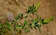 Psoralea spicata
