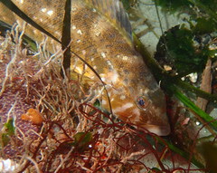 Hexagrammos stelleri