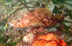 Hexagrammos stelleri