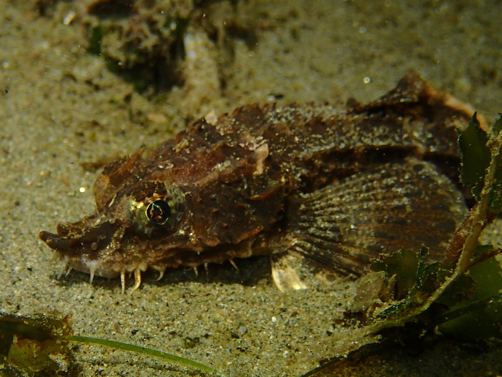 Northern Spearnose Poacher