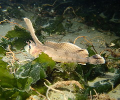 Nautichthys oculofasciatus