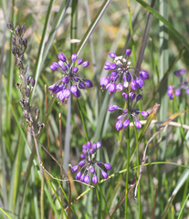 Allium thunbergii