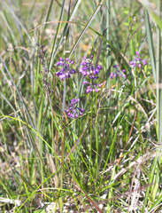 Allium thunbergii