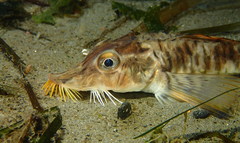 Podothecus accipenserinus