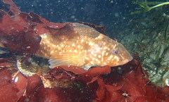 Hexagrammos stelleri