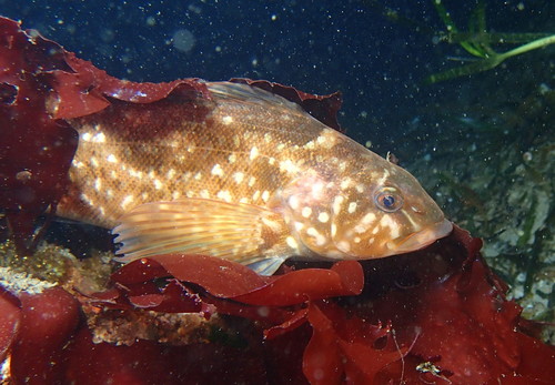 Whitespotted Greenling