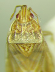 Holcocranum saturejae