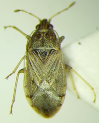 Holcocranum saturejae