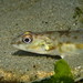 Snake Prickleback - Photo (c) Sara Thiebaud, some rights reserved (CC BY-NC), uploaded by Sara Thiebaud